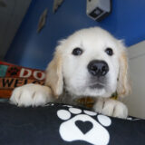 Benjen Golden Retriever 04