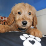 Brian Goldendoodle 01