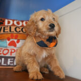 Brian Goldendoodle 02