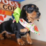 Cass Miniature Dachshund 02