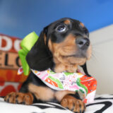 Cass Miniature Dachshund 03