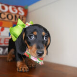 Cass Miniature Dachshund 04