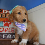 Catelyn Goldendoodle 03