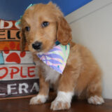 Catelyn Goldendoodle 04