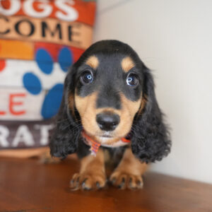 Davos Miniature Dachshund 01