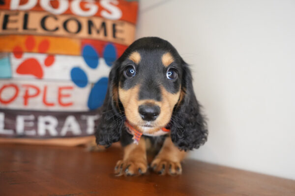 Davos Miniature Dachshund 01