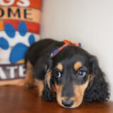 Davos Miniature Dachshund 02