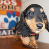 Davos Miniature Dachshund 03