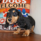 Davos Miniature Dachshund 04