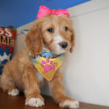 Debra Goldendoodle 03