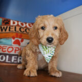 Dexter Goldendoodle 03