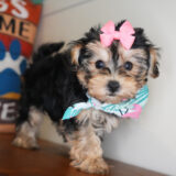 Dixie Yorkiepoo 01