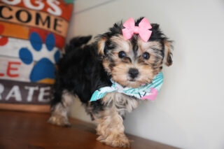 Dixie Yorkiepoo 01