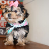 Dixie Yorkiepoo 02