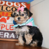 Dixie Yorkiepoo 03