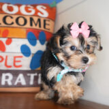 Dixie Yorkiepoo 04