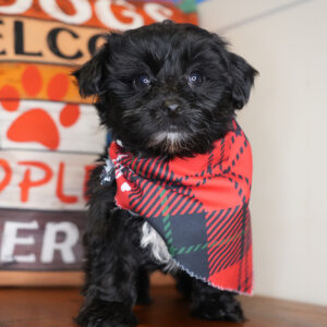 Dug Yorkiepoo 01