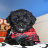 Dug Yorkiepoo 02