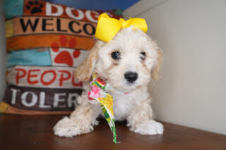 Evelyn Cavachon 01