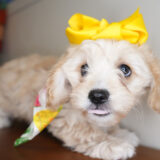 Evelyn Cavachon 03