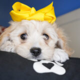 Evelyn Cavachon 04