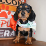 Georgette Miniature Dachshund 04