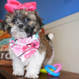 Grace Shih Tzu 01