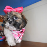 Grace Shih Tzu 02