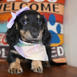 Joffrey Miniature Dachshund 01