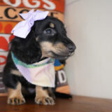 Joffrey Miniature Dachshund 02