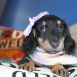 Joffrey Miniature Dachshund 03