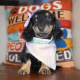 Joffrey Miniature Dachshund 04