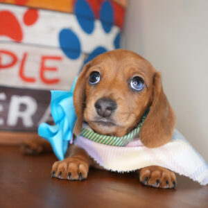 Kiki Miniature Dachshund 01