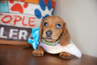 Kiki Miniature Dachshund 01