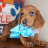 Kiki Miniature Dachshund 02