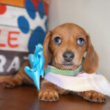 Kiki Miniature Dachshund 03