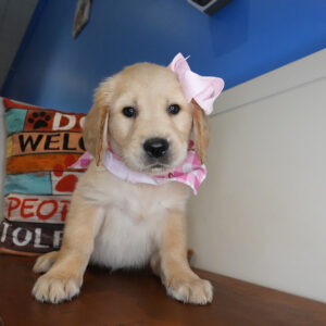 Lyanna Golden Retriever 01