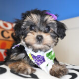 Missy Yorkiepoo 01