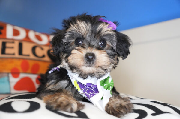 Missy Yorkiepoo 01