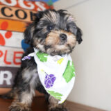 Missy Yorkiepoo 02