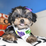 Missy Yorkiepoo 03