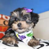 Missy Yorkiepoo 04