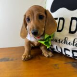 Moonglow Miniature Dachshund 01