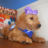 Morgan Goldendoodle 03