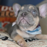 Nash French Bulldog 02