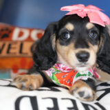 Sansa Miniature Dachshund 02