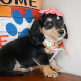 Sansa Miniature Dachshund 03