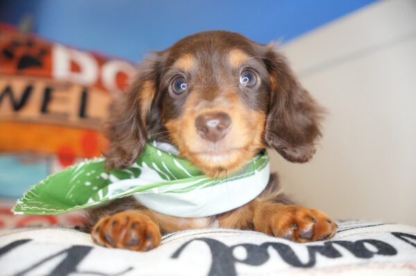 Shadow Miniature Dachshund 01