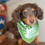 Shadow Miniature Dachshund 02