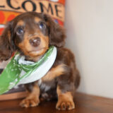 Shadow Miniature Dachshund 04